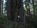 Redwood (06)